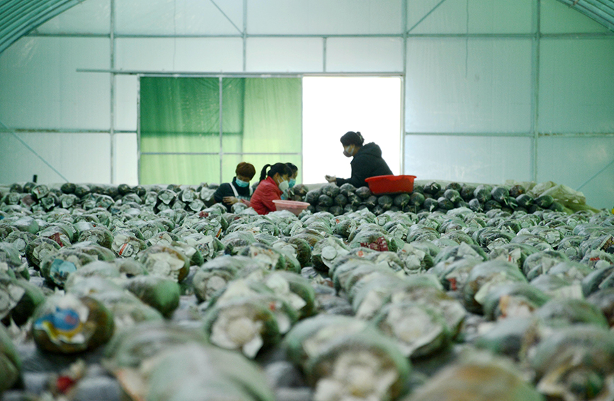 员工们正在菌菇培养大棚里接菌、码垛，培育新的菌菇。 彭锦帅摄