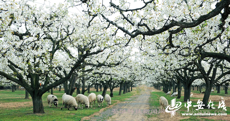 3月29日，又到了梨花盛开的季节，在梨都砀山县，如云似雪的梨花为县城装点上了柔美的“春妆”，迎接四方游客的到来。.png