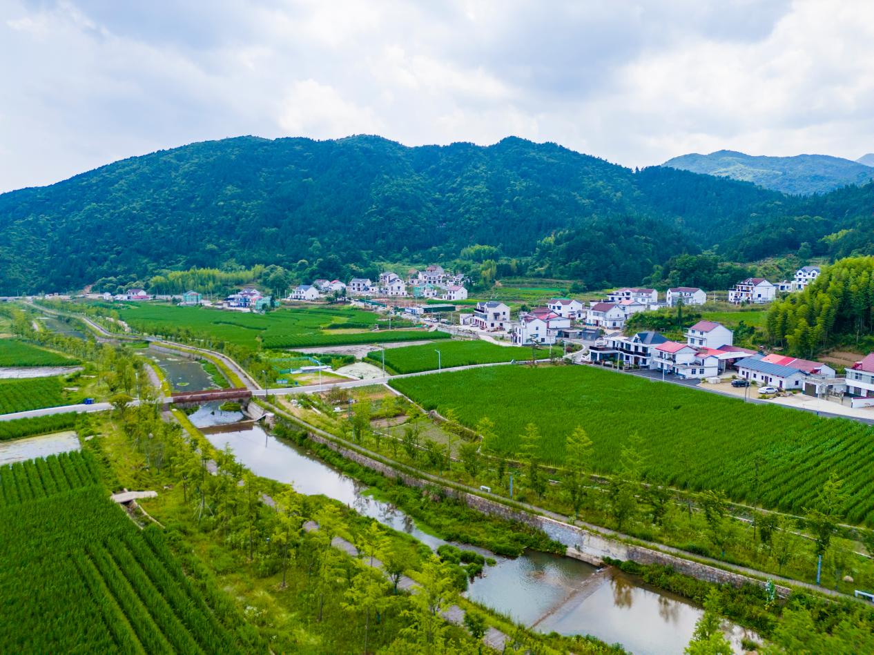 岳西县连片种植的茭白。岳西县委宣传部供图